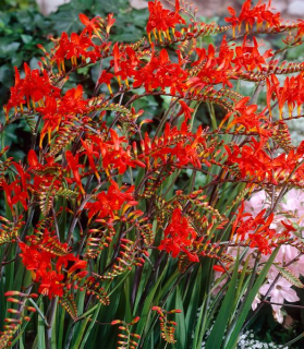 Crocosmia 'Lucifer'